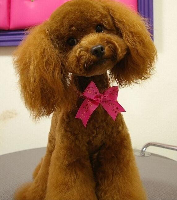 养狗之前看性格,养狗前必看