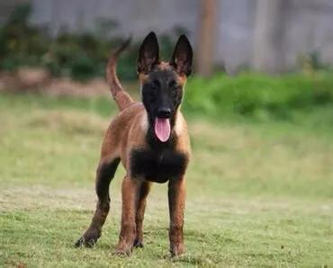 马犬市场行情,马犬狗市场售卖直播