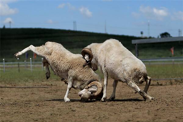 内蒙古哪的羊肉最好吃,内蒙古的羊肉为什么羊膻味重