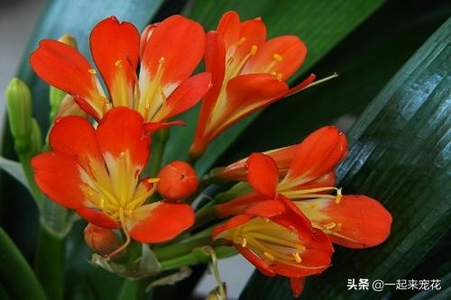 春季养君子兰用好这三招,1月份君子兰怎么养