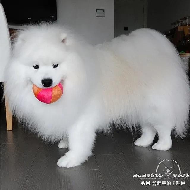 萨摩耶和柯基谁长得大,萨摩耶和柯基哪个长得大