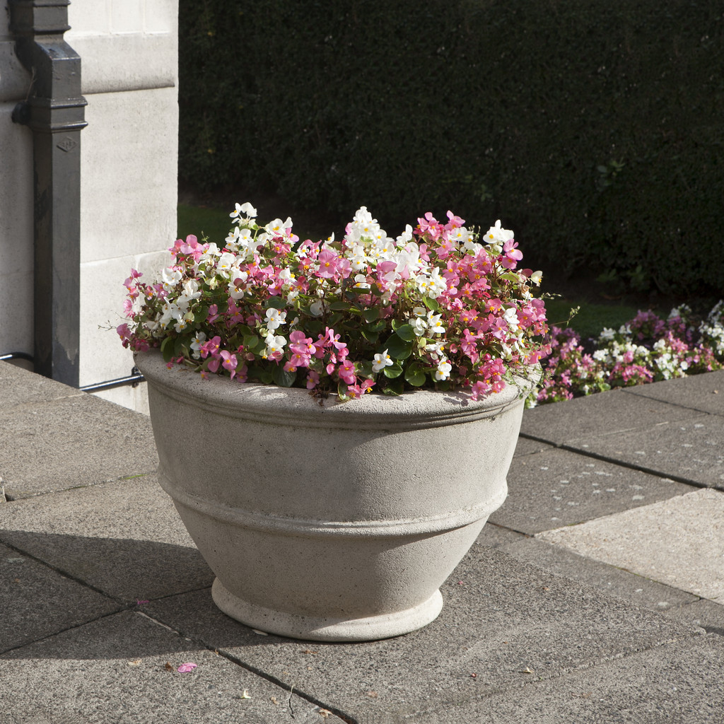 疯长的四季海棠养殖方法,四季海棠养殖方法与注意事项