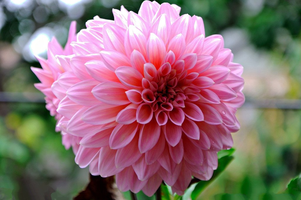 在花卉世界里，我最喜欢的20种美丽的花，花香花美