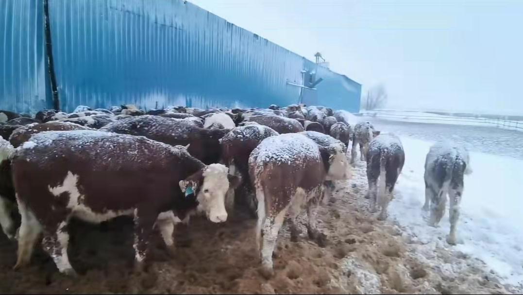 浴血奋战严寒,内蒙古通辽遭遇雪灾