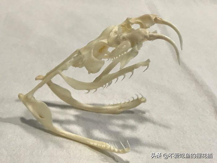 要不是因为强大的繁殖和适应能力,也许它会被天敌吃成濒危动物