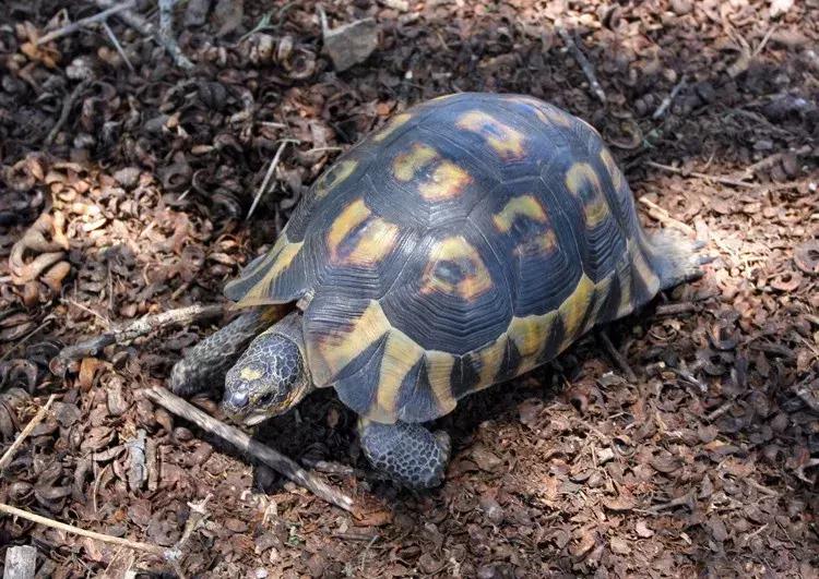 骄傲的乌龟,骄傲的乌龟图