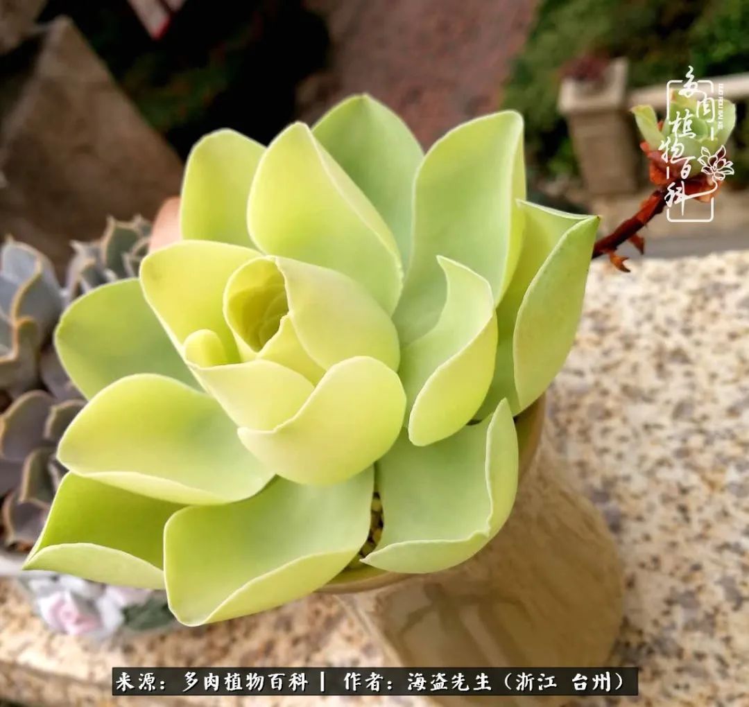 山地玫瑰养护顺口溜,山地玫瑰的养护种植注意事项视频