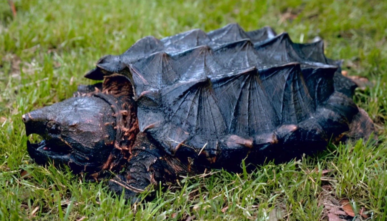 乌龟为什么能活那么多,乌龟为什么能活得那么长时间