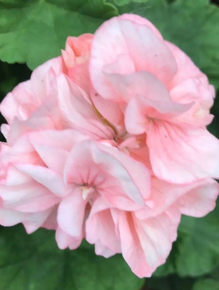 这种花别乱浇水水越多越不开花,这种花不怕冷好养易活