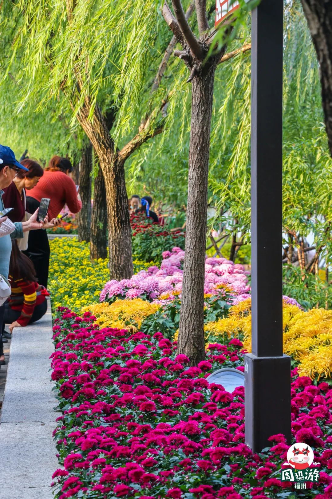 福州菊花展21年还有吗,福州西湖菊花展人山人海