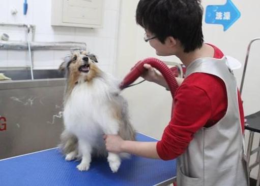 为什么狗狗一到宠物店就害怕,为什么狗狗害怕进宠物店和医院