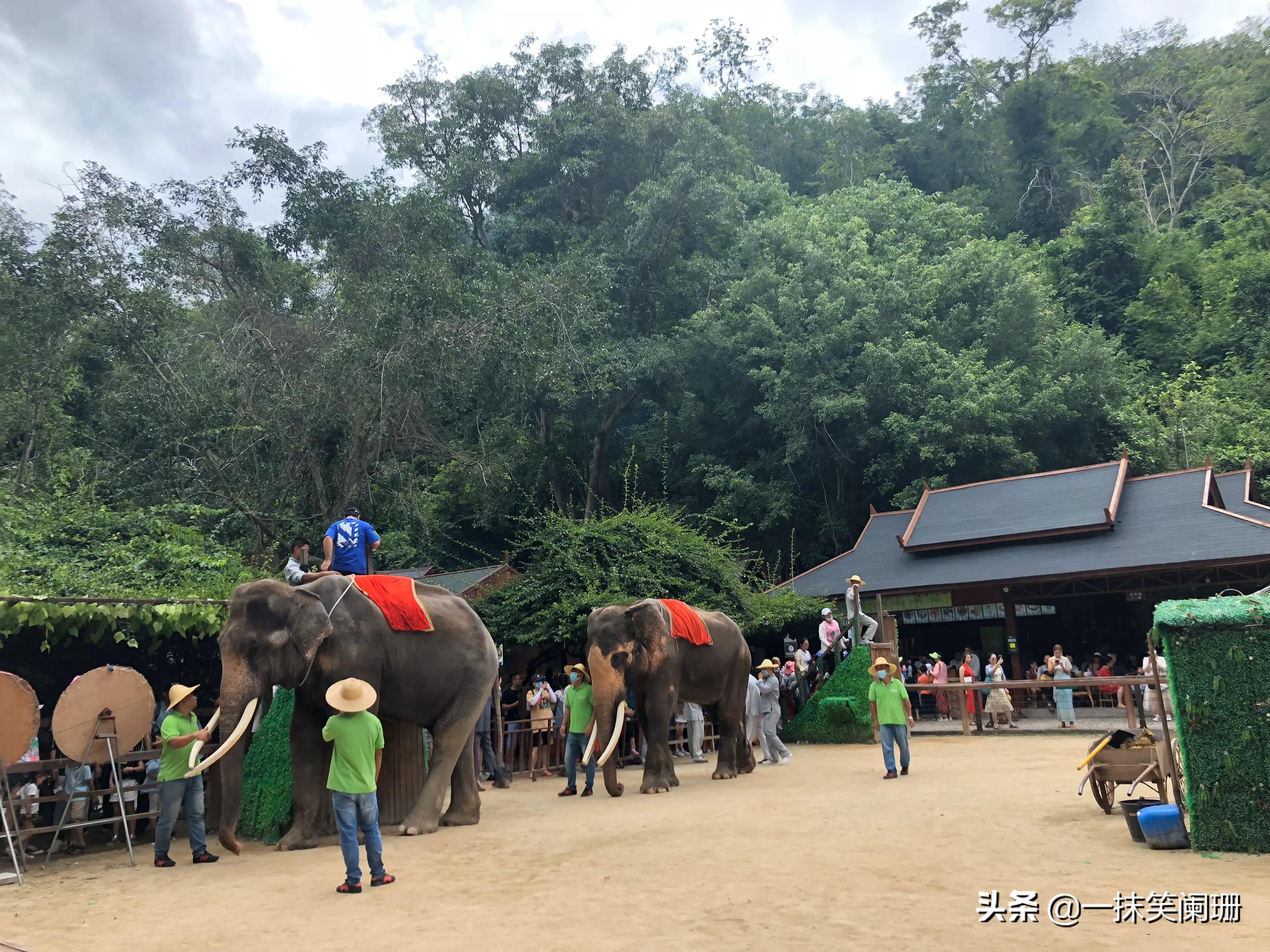 云南西双版纳野象谷大象学校表演,西双版纳野象谷大象表演时间表