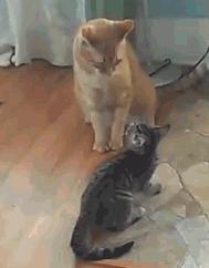 猫咪叛逆难教养,猫咪叛逆凶人如何教育