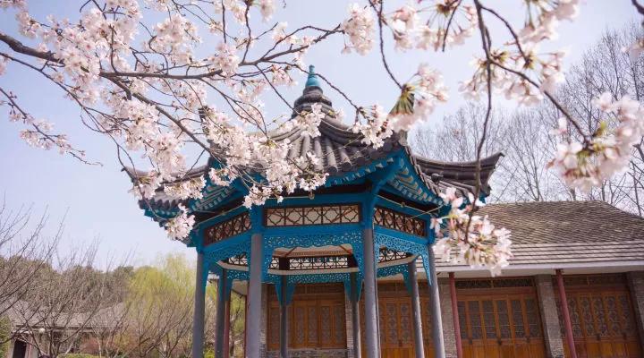 几月赏樱花最好,最美赏樱攻略大全