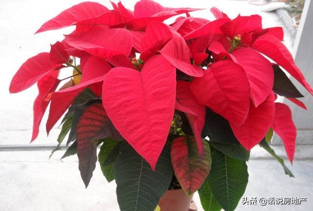 养好花六大关键十年养花经验总结,各种花卉养花技巧知识大全合集