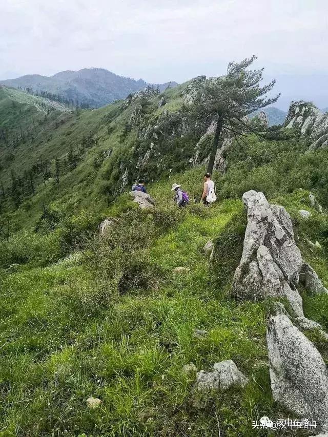 探秘汉中,汉中一村子窜入野生羚牛