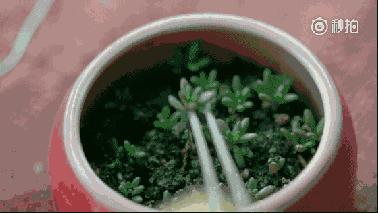 登革热夺走20多条生命,登革热是典型的儿童疾病吗