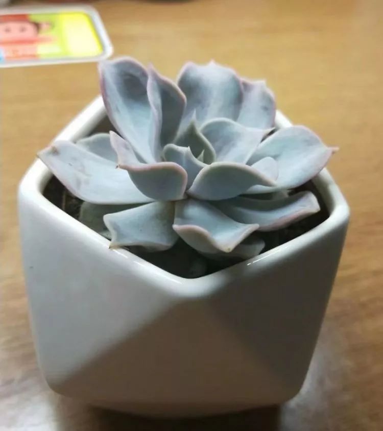 大四老学姐的寝室生活,养肉路上的真实感受