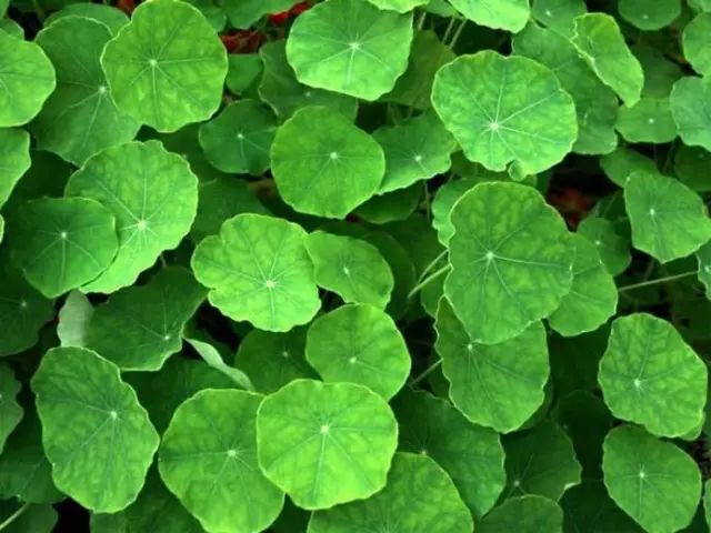 农村常见野花野草,这些野菜农村随处见