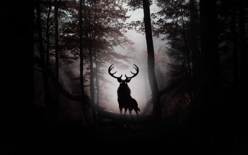 头像马和羊,头像马非马一样的动物