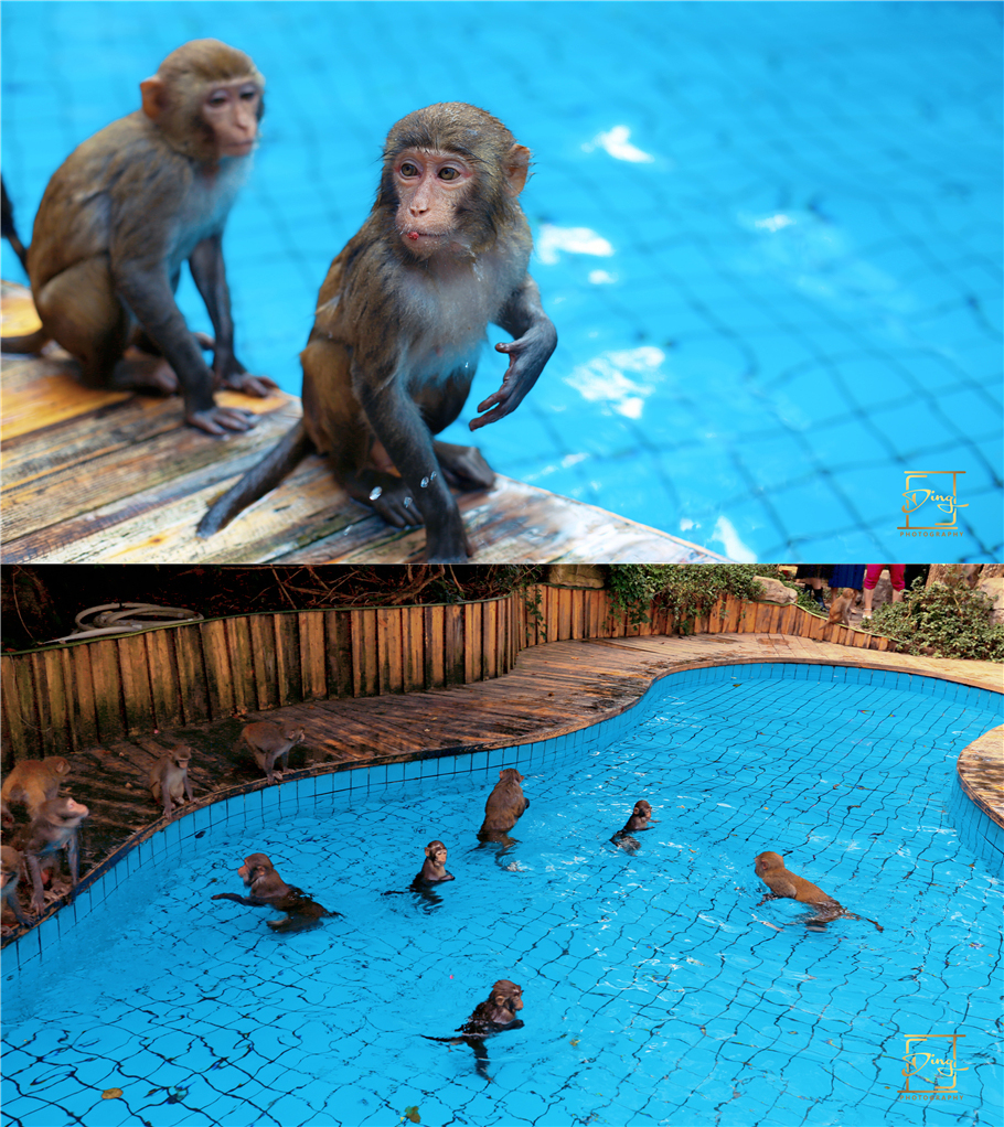陵水猴岛与呆呆岛之旅,三亚猴岛呆呆岛有必要去吗
