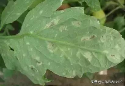 怎样预防番茄重茬,秋季阴雨天番茄病害预防