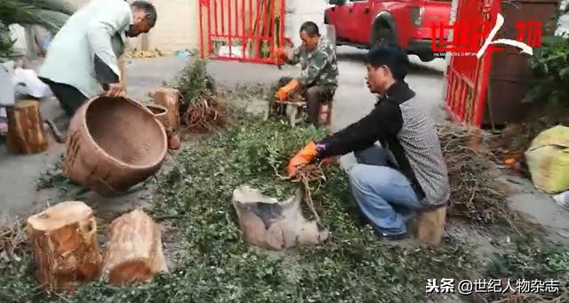 中草药市场乱象视频,中草药骗局揭秘最新