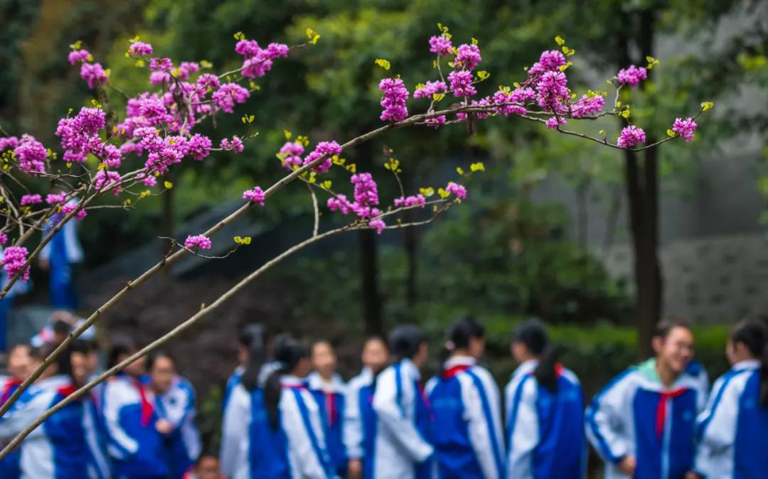 成都石室天府好吗,石室天府真实现状
