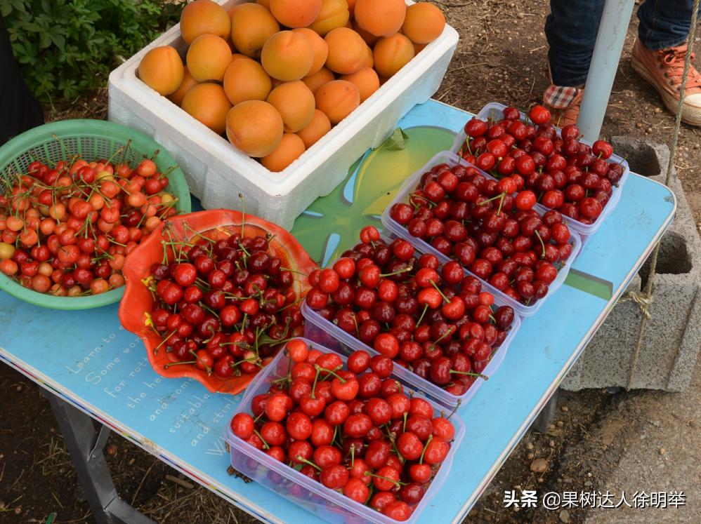大樱桃全年管理主要防治病虫害,大樱桃开春管理