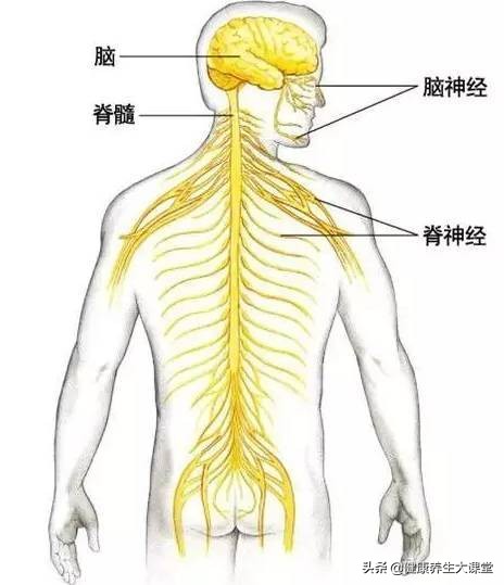 拉开筋最快方法,拉筋长寿老祖宗留下实用拉筋术