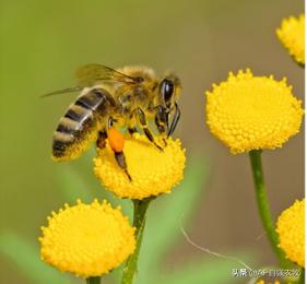 蜜蜂病虫害的防治技术,蜜蜂要怎么防治病虫害视频