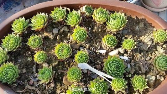 观音莲如何养得好看,观音莲怎么养周围能有一圈头