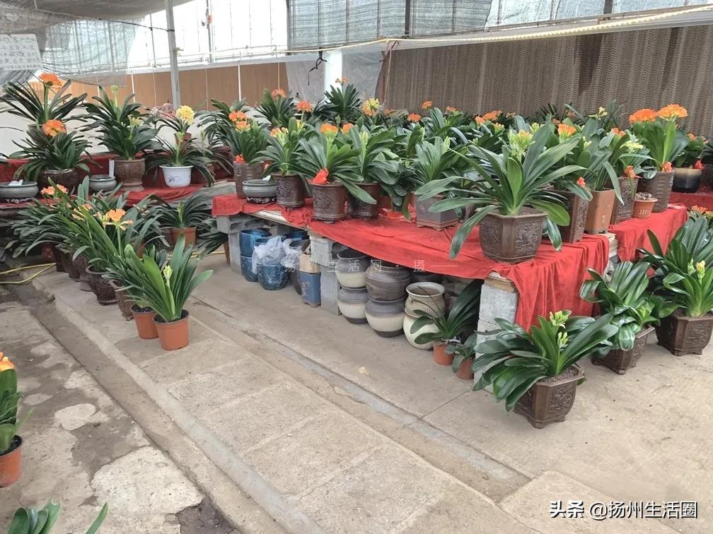 扬州花卉市场大全,扬州西区花卉市场