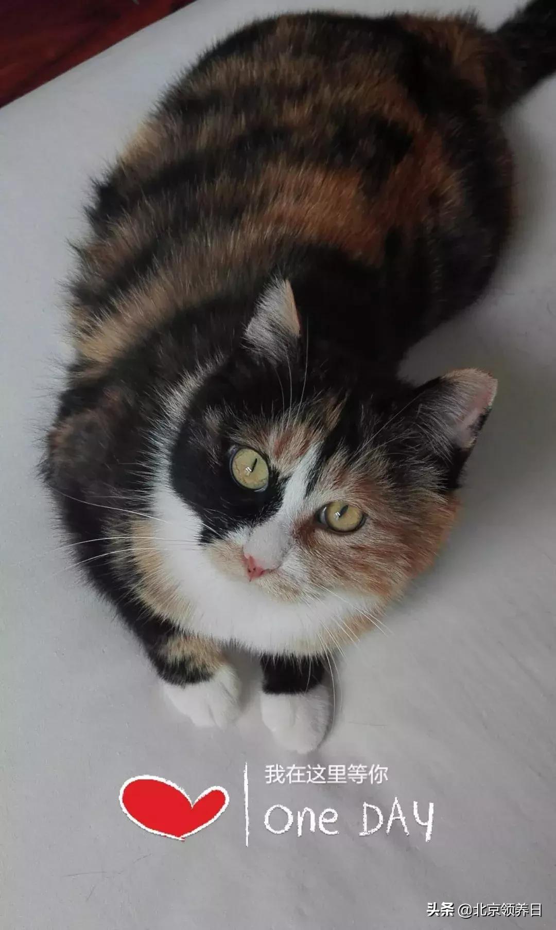 #领养代替购买#给它们一个家|线上宠物领养日,20190608加场