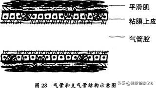 为啥会过敏什么原因导致的,酒精过敏怎样改善过敏体质
