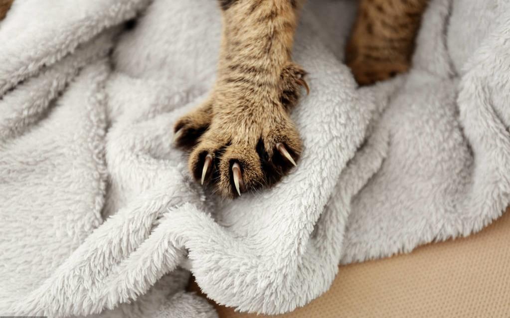 猫犯错可以打吗,猫犯错老是控制不住去打它