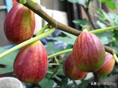 盆栽无花果怎么养护,盆栽无花果怎么养护最好
