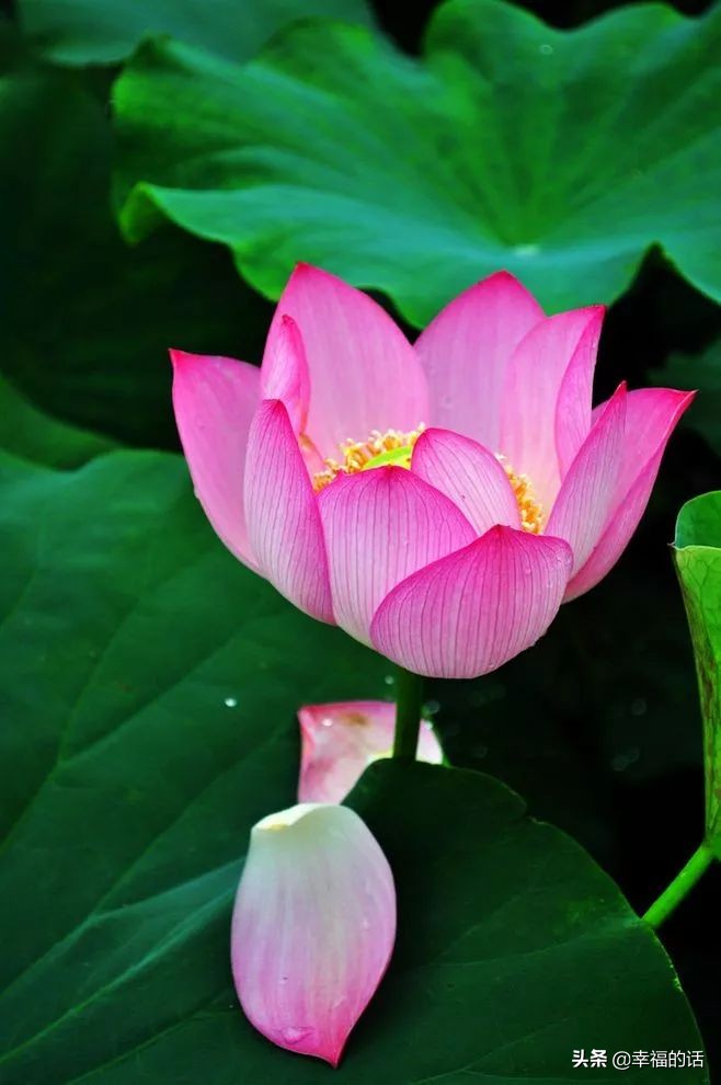 中国十大名花图片及花语,山茶花是中国十大名花吗