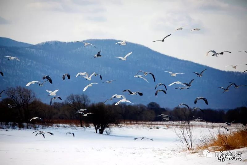 全球妈妈发音,全球妈妈叫法