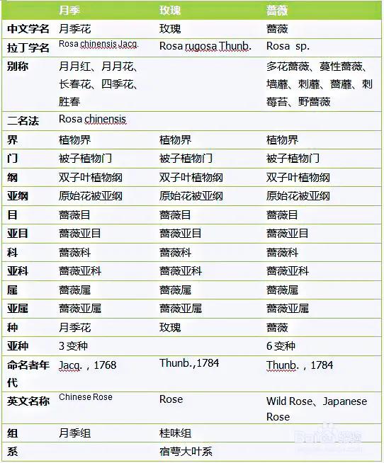 月季玫瑰蔷薇的关系,玫瑰月季蔷薇哪个香
