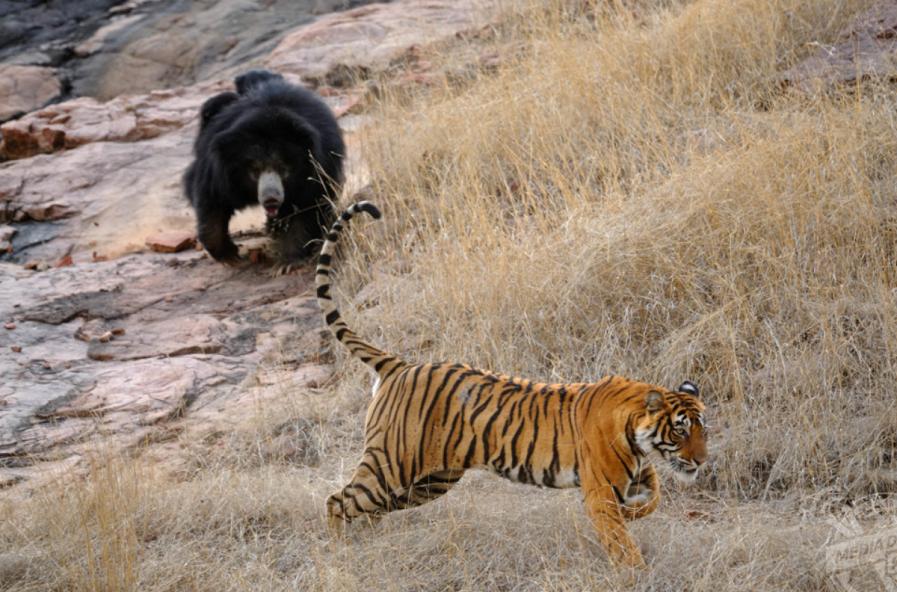 老虎捕猎小熊，强悍母熊英勇发狂击退老虎，成功保护幼崽！