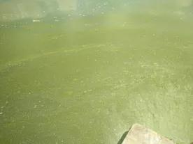 对虾黄鳃黑鳃是什么原因,对虾黄鳃防治