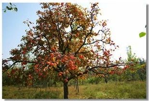 苗价最新消息,苗价大幅上涨