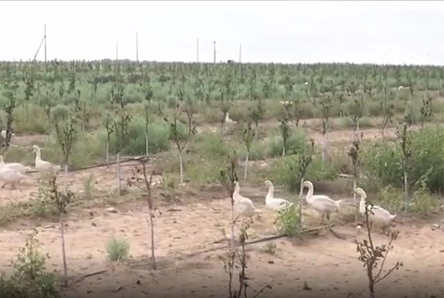 养种鹅下蛋为啥不挣钱,沙漠引进2000只大鹅除杂草