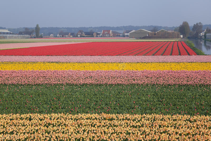 你不知道的国家冷知识荷兰,国家冷知识介绍荷兰