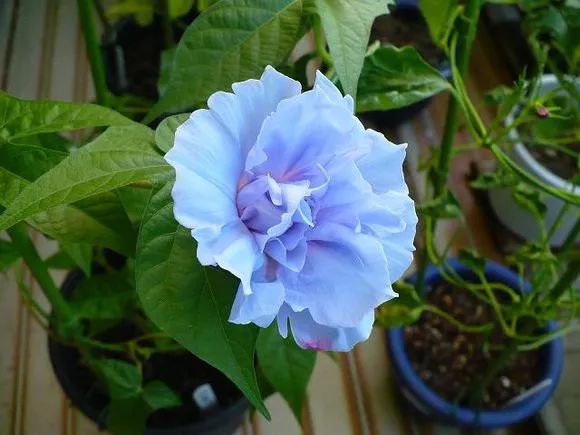 牵牛花到处都可以肆无忌惮的生长,不常见的品种,美出天际!