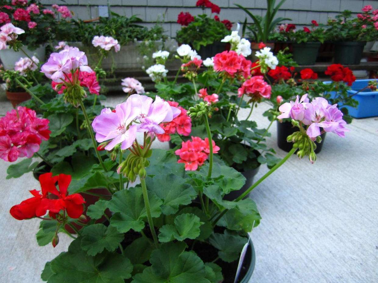 天竺葵小苗好养还是老桩好养,天竺葵老桩怎么养