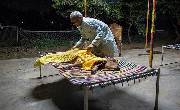 “印度牛人”帕萨纳：44岁富豪抛妻弃子，只为把心爱的母牛娶回家