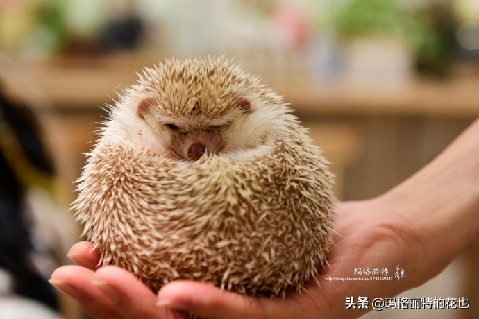 大阪街头随拍\暑假日本游