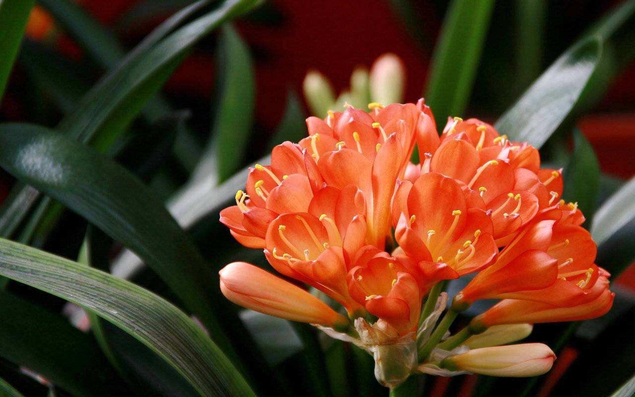 君子兰冬季换盆注意事项有哪些,君子兰冬天换盆注意事项